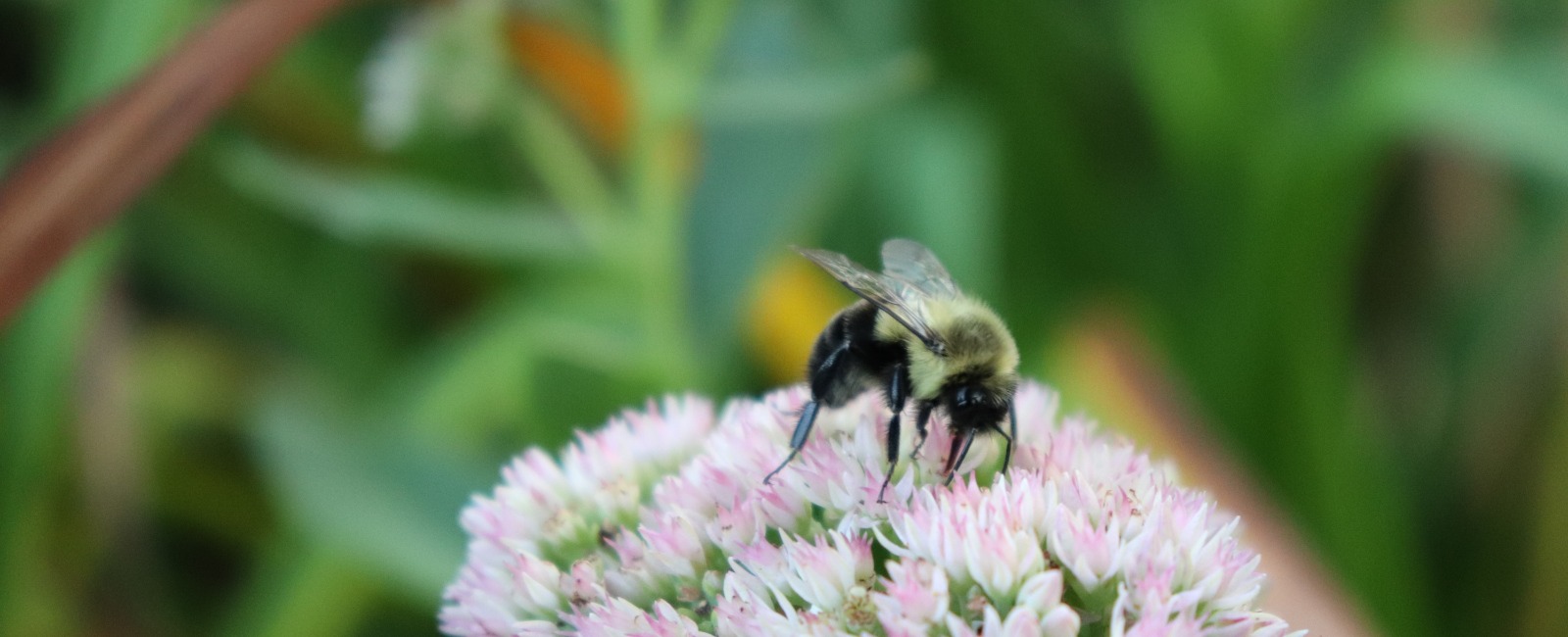 Photo of a bee on a flower
